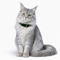 Gatos